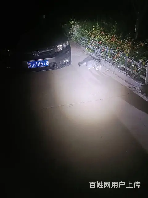 安阳专业的找猫团队，安阳找猫团队，安阳找猫成功率高 - 图片 4