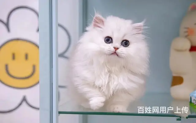 曼基康矮脚猫多少钱 拿破仑好养吗 矮脚拿破仑照片 - 图片 7