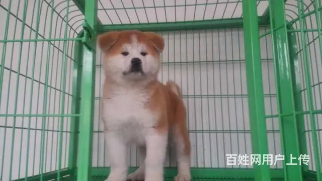 售日本秋田犬 优良日系秋田防疫已做多窝待选 - 图片 9