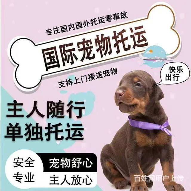 南充仪陇宠物托运 （猫狗活体运输）宠物快递至全国 - 图片 1
