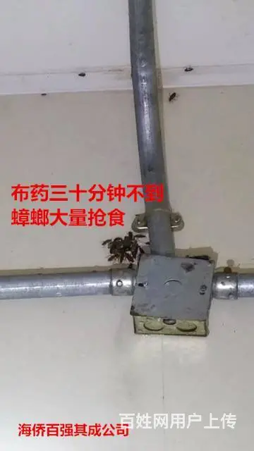 珠海灭蟑螂，灭鼠，灭白蚁！无效退款 - 图片 6