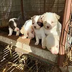 爱犬非常健康