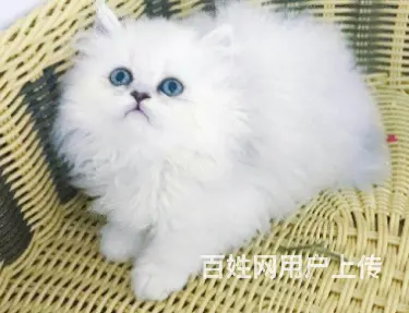 湖州本地靠谱猫舍有没有金吉拉猫？金吉拉多少钱？ - 图片 3