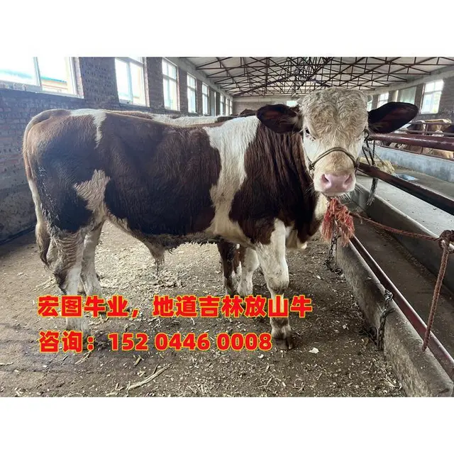 三百至四百斤 西门塔尔牛大母牛 出售 - 图片 1