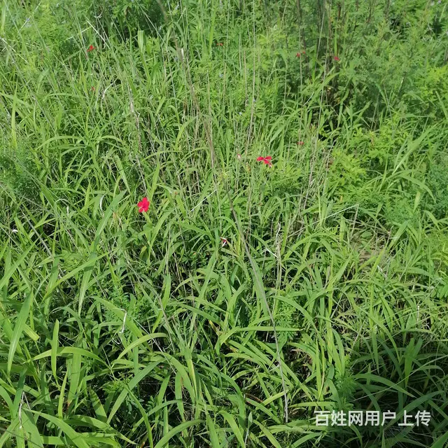 荒山转让 - 图片 4