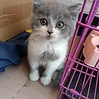 【搞定了！】英短蓝白小小猫