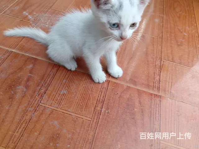免费赠送小猫咪 - 图片 5