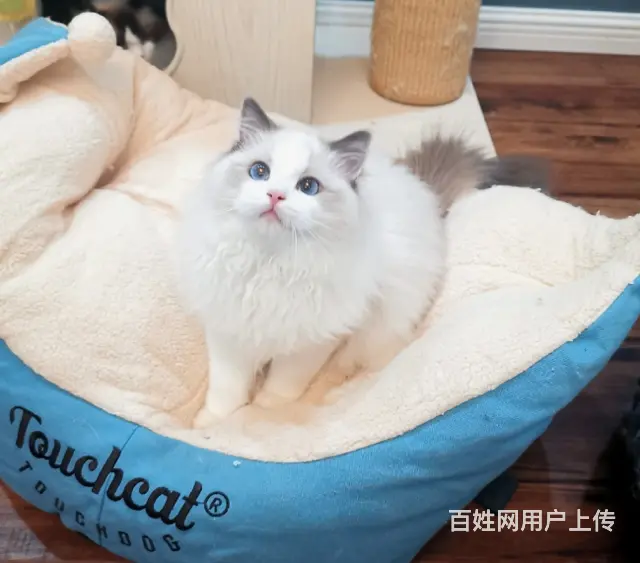 布偶猫好养吗 新手可以养吗  多少钱一只 图片价格 - 图片 2