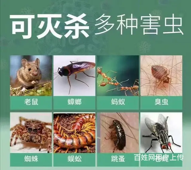 专业除甲醛，灭四害（老鼠，蟑螂，蚊蝇，白蚁） - 图片 1