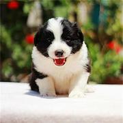 雅安【*推荐】边牧犬舍‖边牧养殖场