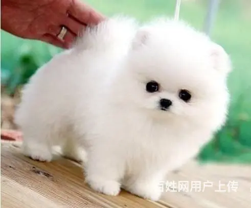 现在哪有卖博美小狗的 博美幼犬多少钱一只 - 图片 1