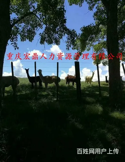 欧洲出国两年一签，急招（建筑工、厨师、司机） - 图片 3
