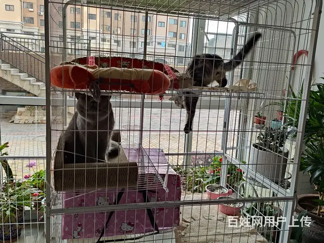 英短蓝猫成母出售定金200 - 图片 5