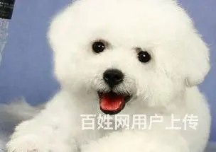 纯种比熊幼犬出售 驱虫疫苗已做好 全国送货上门 - 图片 4