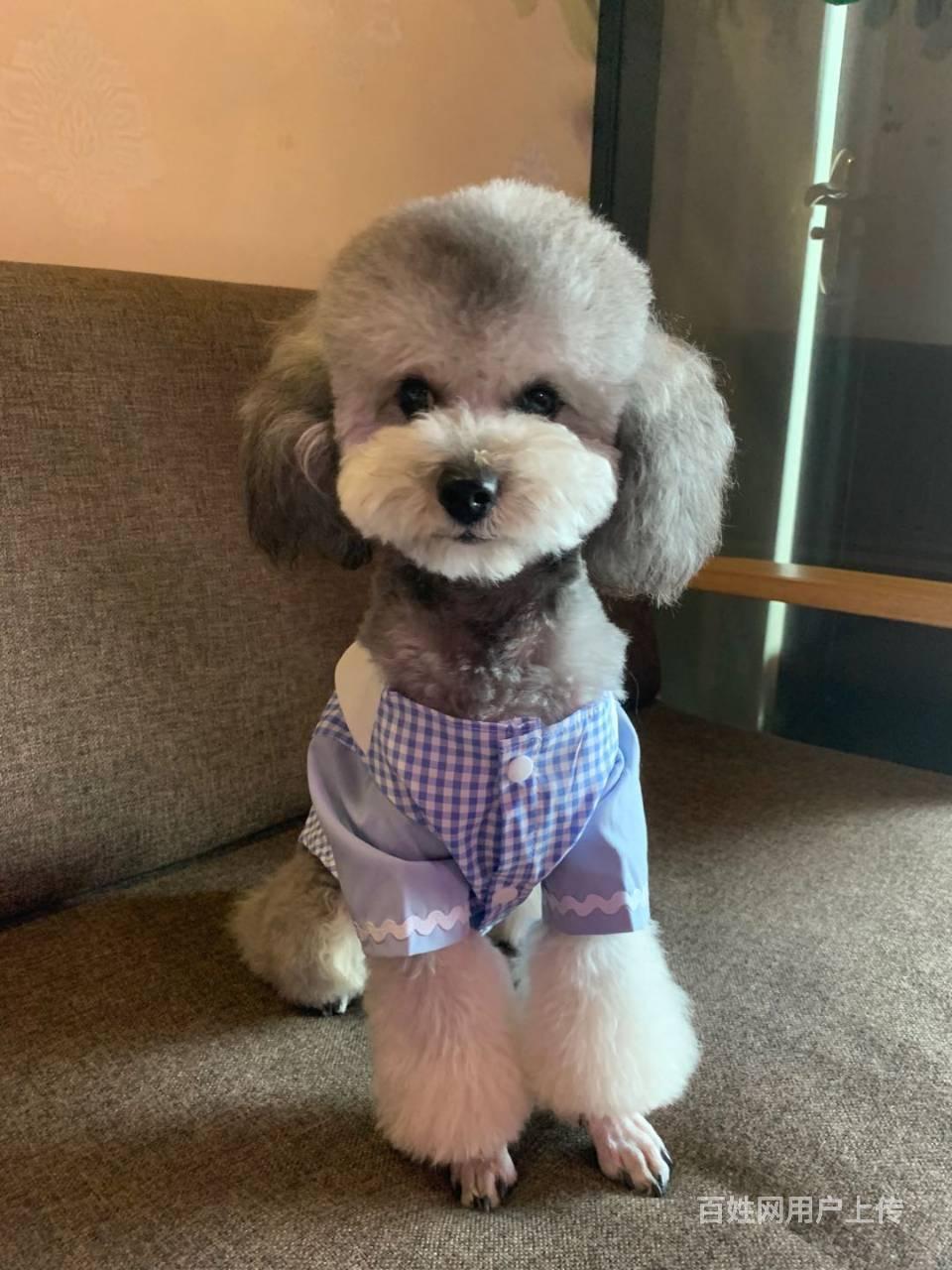 稀有四蹄踏雪灰泰迪配种