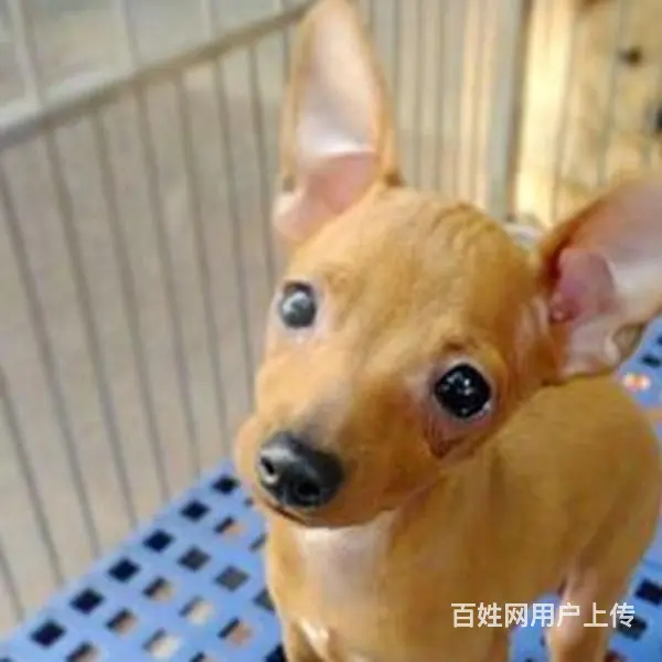 宿迁【十年老店】常年繁殖优质血统小鹿犬幼犬 - 图片 10