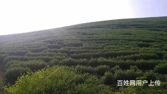 长兴洪桥优质茶叶山转让 - 图片 2