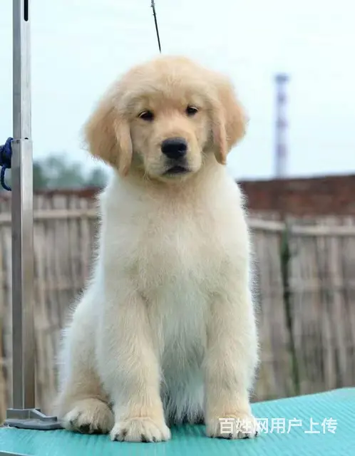 狗场直销金毛犬 黄金猎犬 金毛寻回犬  可签协议 - 图片 2