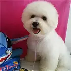 衡阳【*推荐】比熊犬舍‖比熊养殖场