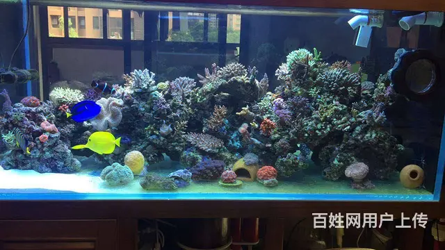 【鱼乐天下】清洗鱼缸，专业鱼缸养护，上门服务 - 图片 9