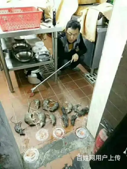 邵阳灭鼠，灭白蚁，灭蟑螂，灭老鼠杀虫 - 图片 11