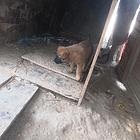 优质马犬  家养  1000一个