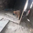 优质马犬  家养  1000一个