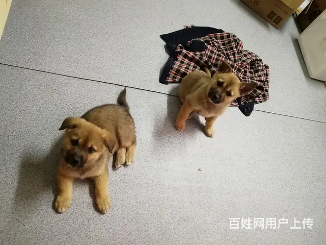 流浪狗求领养 - 图片