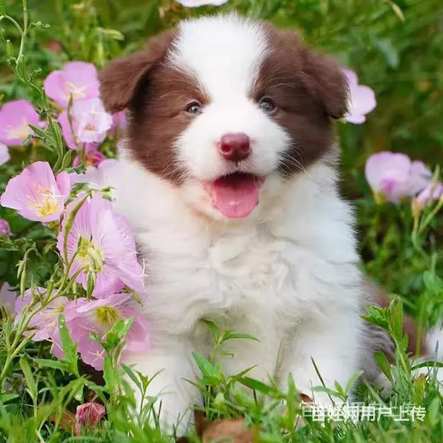 [货到付款犬舍]辽阳有边牧犬卖吗 边牧多少钱图 - 图片 4