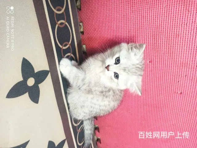 【搞定了！】50天小猫 - 图片 1