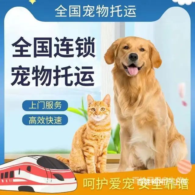 固原托运宠物 （猫狗活体运输）快递至全国各地 - 图片 1