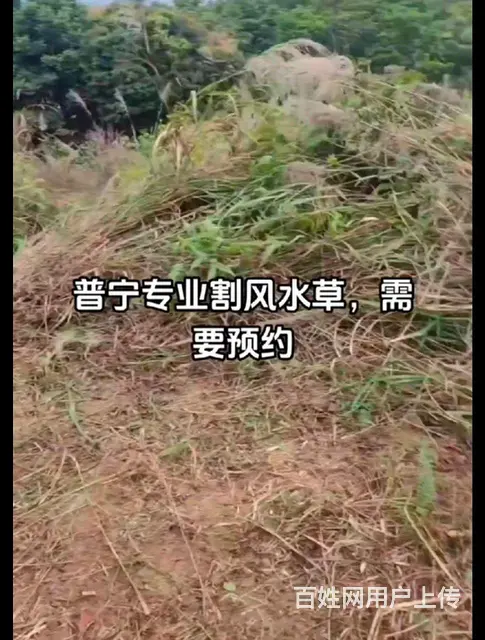 普宁专业割草砍树 - 图片 4