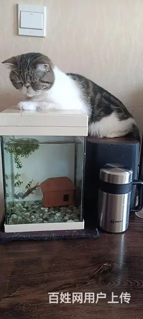 猫咪免费送人啦 - 图片 1