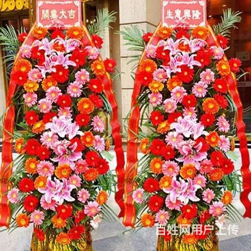 合肥市绿植租售/外送开业绿植/绿植花卉租售公司 - 图片 3