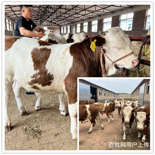 500斤 西门塔尔牛犊 多少钱一只 - 图片 2