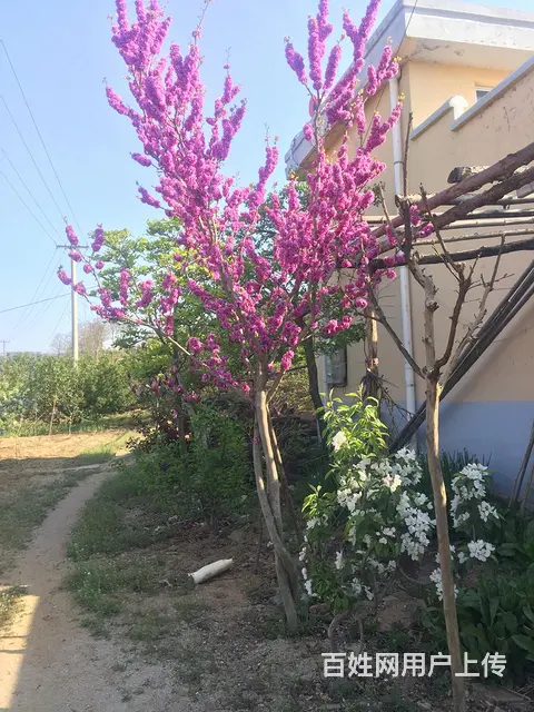 优质碧桃桃花、桃子 - 图片 4