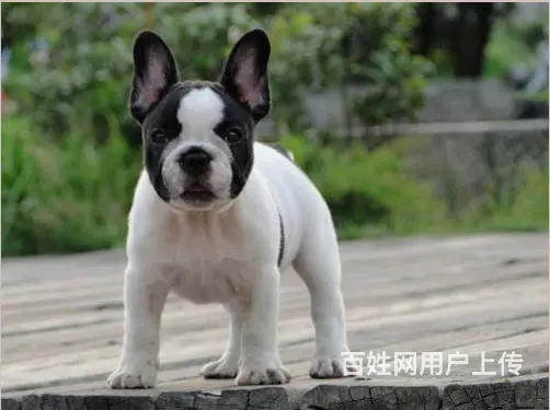 顶级法国斗牛犬宝宝、纯正血统完善服务 - 图片 8