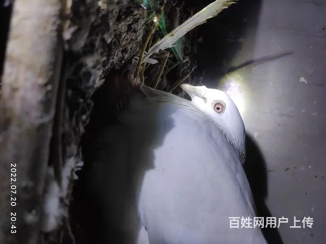 白色鸽子沙眼 - 图片 2