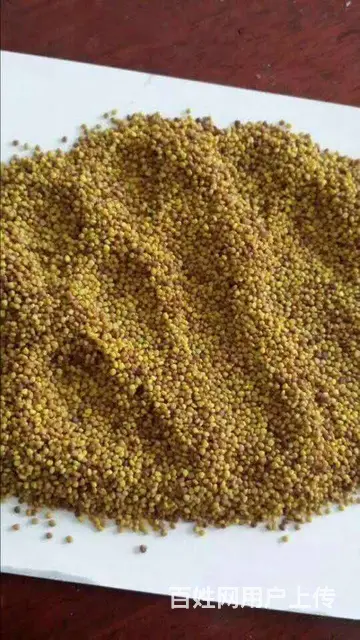 白三叶草籽秋播与利用 - 图片 1