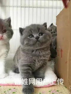 哪里有英短蓝猫卖的 蓝猫多钱一只 - 图片 4
