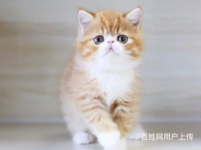 徐州专业繁育高颜值加菲猫 颜色齐全 多只可选 - 图片 2