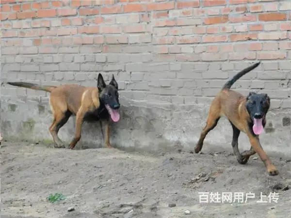 中卫宠物店店主卖现货马犬幼犬 马犬幼犬多少钱一只 - 图片 10