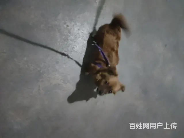 狗狗赠送四个月狗狗。 - 图片 1