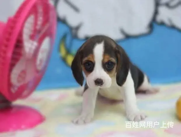 广州买狗首选推荐 正规犬舍 纯种比格犬多只待售 - 图片 5