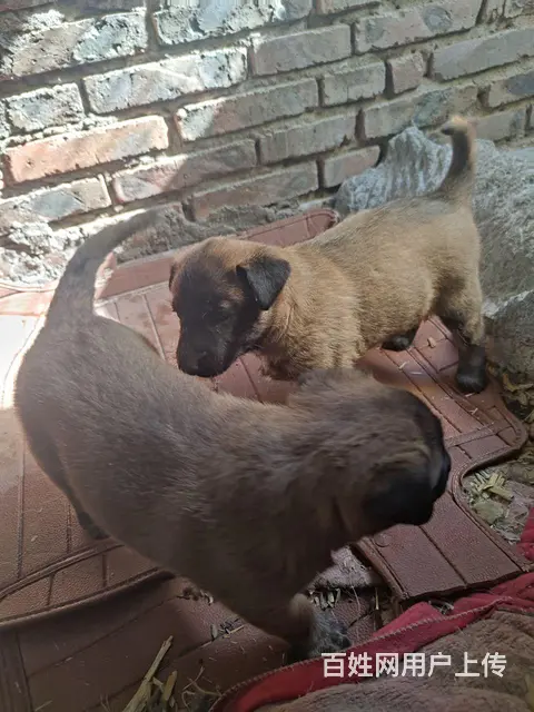 出售自家养的小马犬 - 图片 7