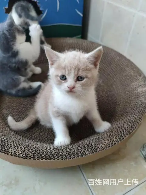 小奶猫寻铲屎官 - 图片 5