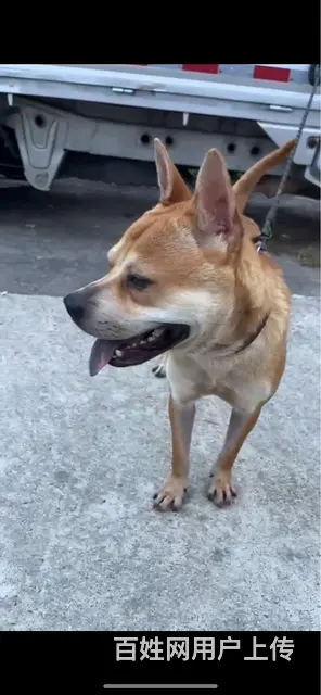 土猎犬 - 图片 1