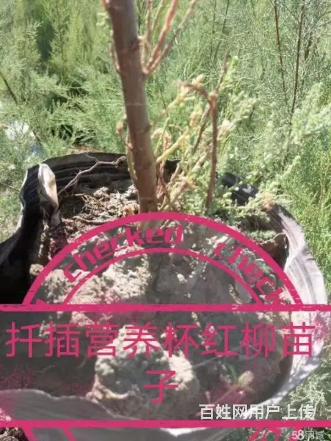 全疆苗木种植花卉种子批发 - 图片 4