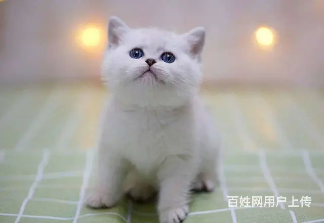 哪里有金渐层卖的 短毛猫多少钱 银渐层好养吗 - 图片 5