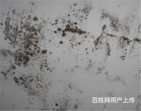 番禺石基除霉公司，广州专业墙体去霉，处理天花发霉 - 图片 7